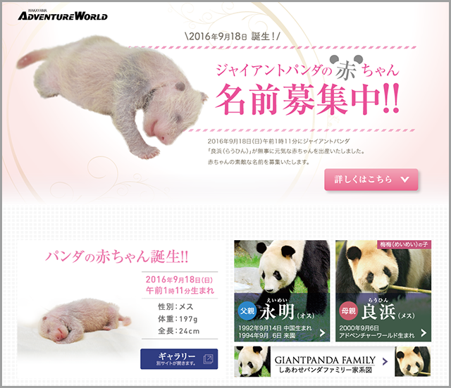 Adventure World ジャイアントパンダの赤ちゃん 名前募集-
